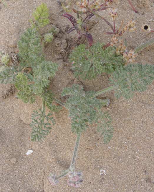 Pseudorlaya pumila (L.) Grande / Lappola delle spiagge